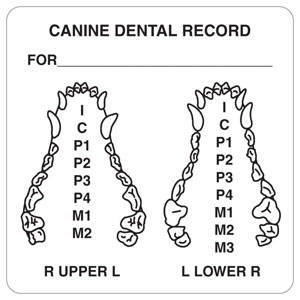 2-1/2"W x 2-1/2"H White "Canine Dental Record For__" (390/Roll) - V-AN432