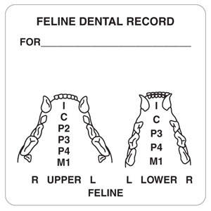 2-1/2"W x 2-1/2"H White "Feline Dental Record For__" (390/Roll) - V-AN411
